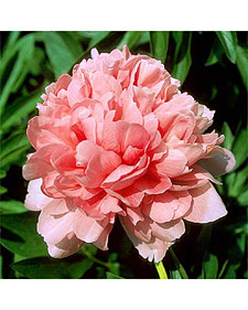 Herbaceous peony: Paeonia Salmon Glory