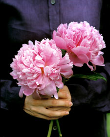 Herbaceous peony: Paeonia Sarah Bernhardt