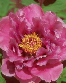 Tree peony: Paeonia Shimane Cho Juraka