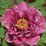 Paeonia Shimane Cho...