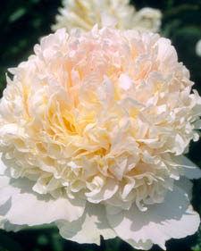 Herbaceous peony: Paeonia Top Brass