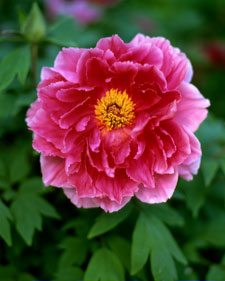 Tree peony: Paeonia Zhu Sha Lei