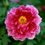 Tree peony: Paeonia Zhu Sha Lei