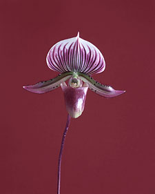 Asiatic lady slipper orchid : Paphiopedilum Maudiae Coloratum