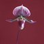 Asiatic lady slipper orchid : Paphiopedilum Maudiae Coloratum