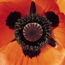 Oriental poppy: Papaver orientale Brilliant
