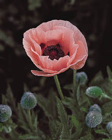 Oriental poppy: Papaver orientale Carneum