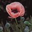 Oriental poppy: Papaver orientale Carneum