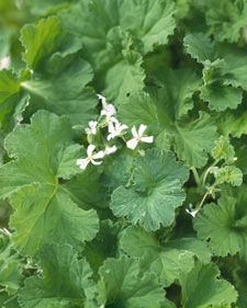 Scented geranium: Pelargonium Apple