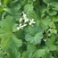 Scented geranium: Pelargonium Apple