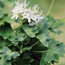 Stellar geranium: Pelargonium Arctic Star
