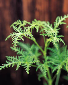 Scented geranium: Pelargonium Balsam