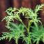 Scented geranium: Pelargonium Balsam