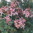 Stellar geranium: Pelargonium Bird Dancer