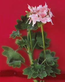 Stellar geranium: Pelargonium Chinese Cactus