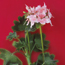 Stellar geranium: Pelargonium Chinese Cactus