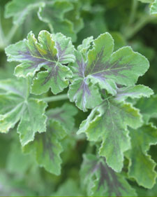 Scented geranium: Pelargonium Chocolate Mint