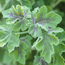 Scented geranium: Pelargonium Chocolate Mint