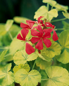 Fancy-leaf geranium: Pelargonium Crystal Palace Gem