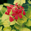 Fancy-leaf geranium: Pelargonium Crystal Palace Gem