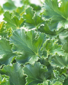 Scented geranium: Pelargonium Ginger