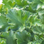 Scented geranium: Pelargonium Ginger