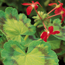 Fancy-leaf geranium: Pelargonium Kaleidoscope