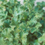 Scented geranium: Pelargonium Lime