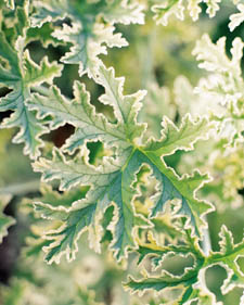 Scented geranium: Pelargonium Mint Scented Rose