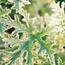 Scented geranium: Pelargonium Mint Scented Rose