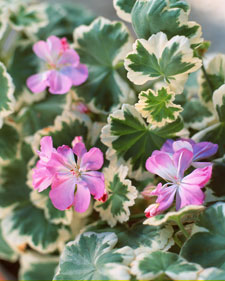 Fancy-leaf geranium: Pelargonium Mrs. Peters