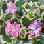 Fancy-leaf geranium: Pelargonium Mrs. Peters