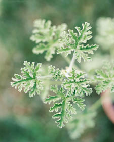 Scented geranium: Pelargonium Old Fashioned Rose