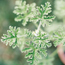 Scented geranium: Pelargonium Old Fashioned Rose