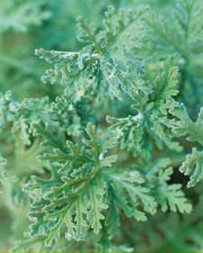 Fancy: Pelargonium Peppermint Rose