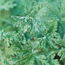 Fancy: Pelargonium Peppermint Rose