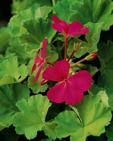 Fancy-leaf geranium: Pelargonium Persian Queen