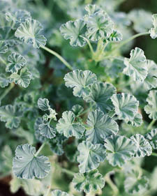 Scented geranium: Pelargonium Pine