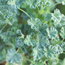Scented geranium: Pelargonium Pine