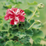 Zonal geranium: Pelargonium Starburst Red