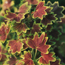 Stellar geranium: Pelargonium Vancouver Centennial