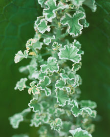 Scented geranium: Pelargonium Variegated Lemon