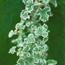 Scented geranium: Pelargonium Variegated Lemon