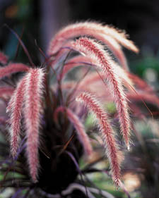 Feathertop grass: Pennisetum setaceum Rubrum