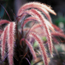 Feathertop grass: Pennisetum setaceum Rubrum