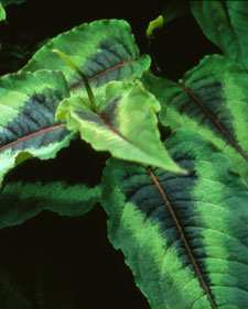 Fleece flower: Persicaria microcephala Red Dragon