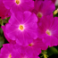Petunia: Petunia Avalanche Deep Lilac