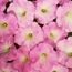 Petunia: Petunia Avalanche Lilac