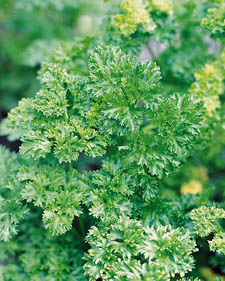 Curly parsley: Petroselinum crispum