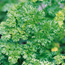Curly parsley: Petroselinum crispum